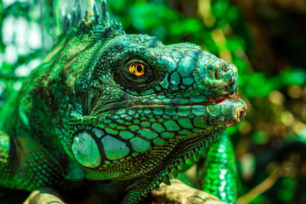 Green dragon with yellow eyes.