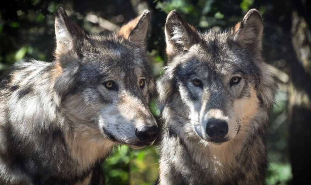 Dwa szare wilki europejskie.