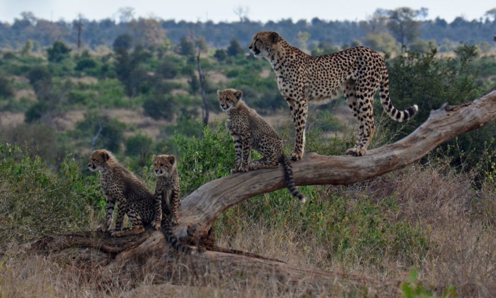 Rodzina gepardów na powalonym drzewie.